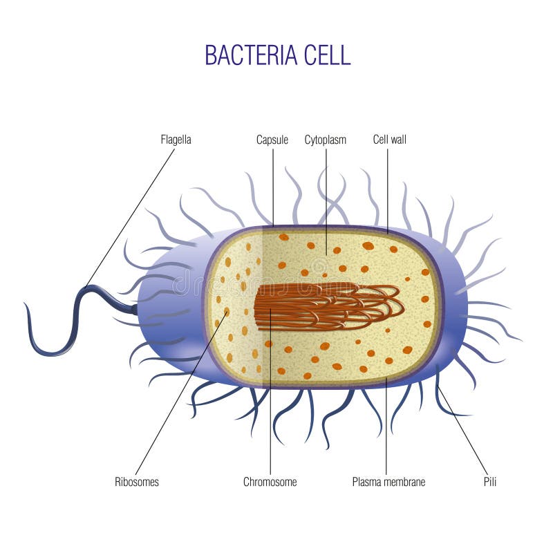 Bacteria cell cut-away - scientifically correct vector illustration for best prints and other uses. Bacteria cell cut-away - scientifically correct vector illustration for best prints and other uses