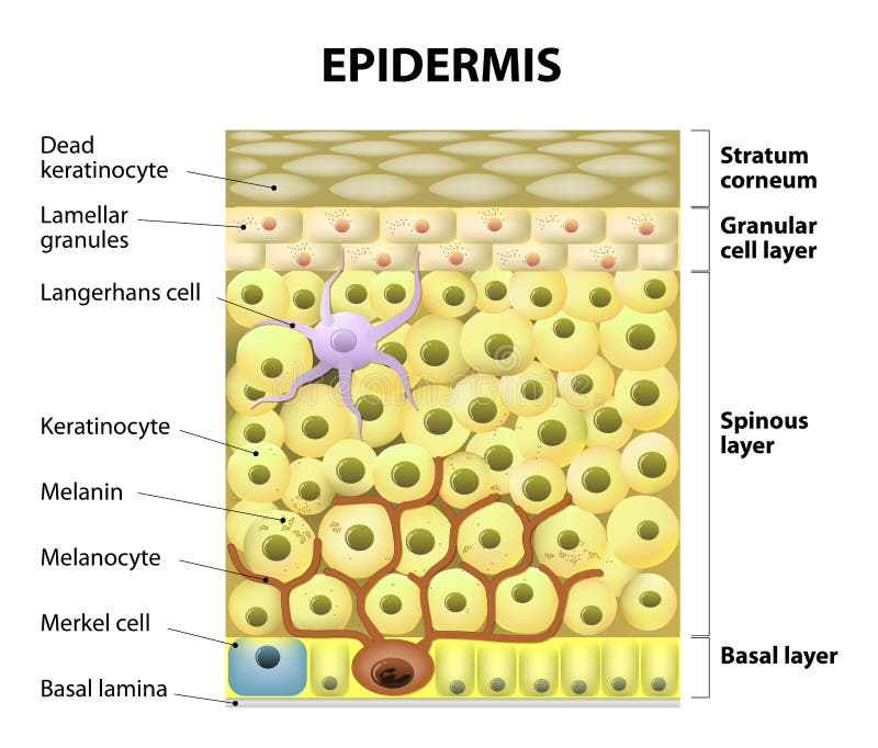 Cell in the epidermis. layers of epidermis. Structure of the human skin. Cell in the epidermis. layers of epidermis. Structure of the human skin.