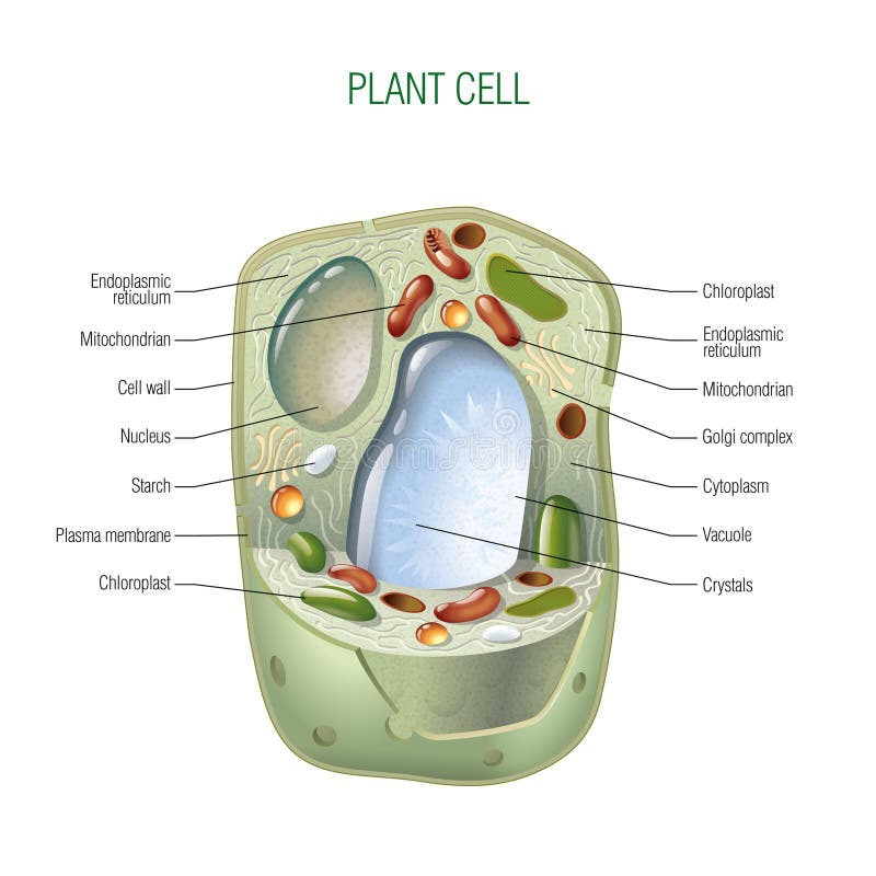 Plant cell cut-away - scientifically correct vector illustration for best prints and other uses. Plant cell cut-away - scientifically correct vector illustration for best prints and other uses