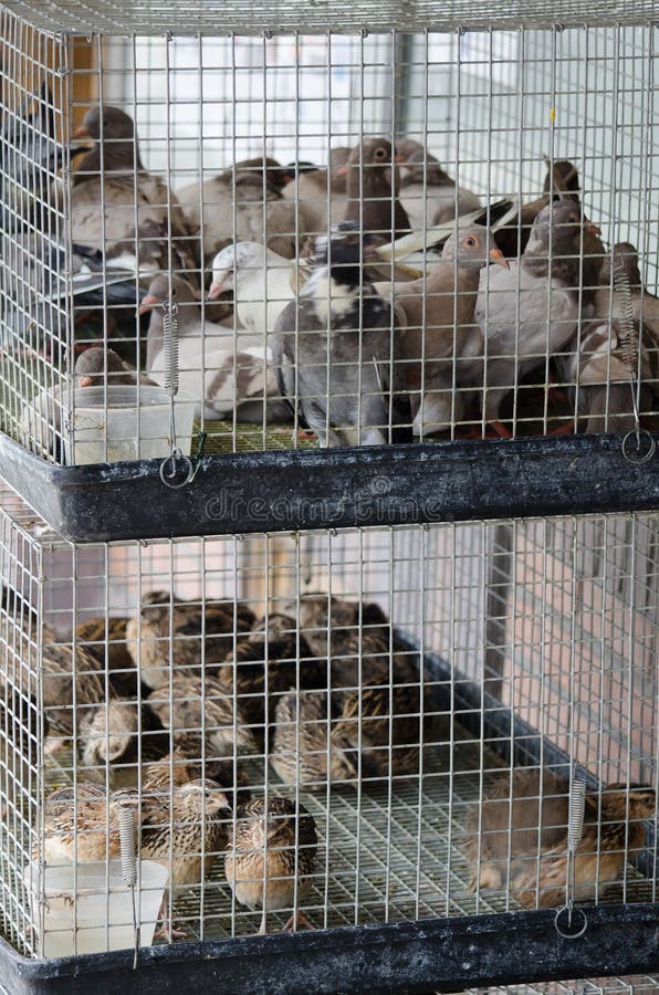 A number of small birds fill 2 small cages for sale for meat at an open air food market. Pigeons, cornish hens,hens,. A number of small birds fill 2 small cages for sale for meat at an open air food market. Pigeons, cornish hens,hens,