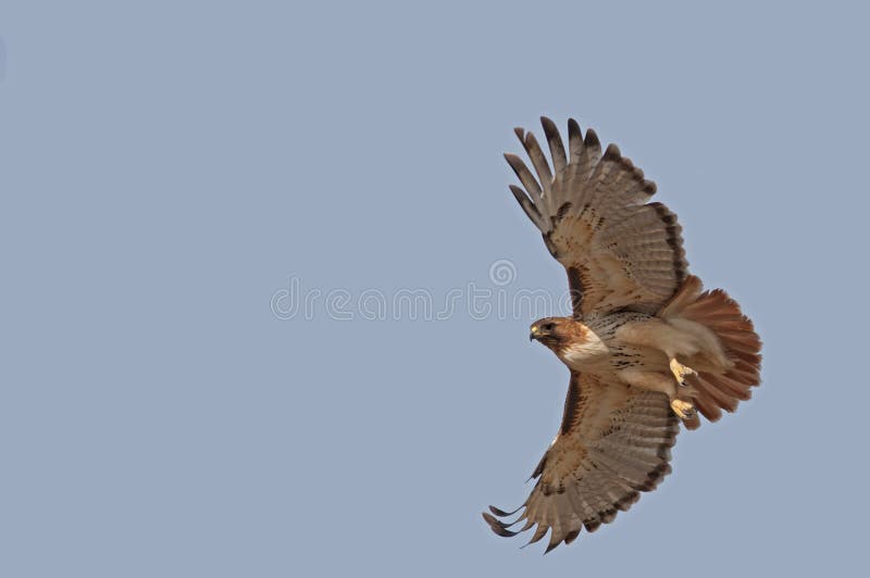 A red-tail hawk flying in a clear blue sky. A red-tail hawk flying in a clear blue sky