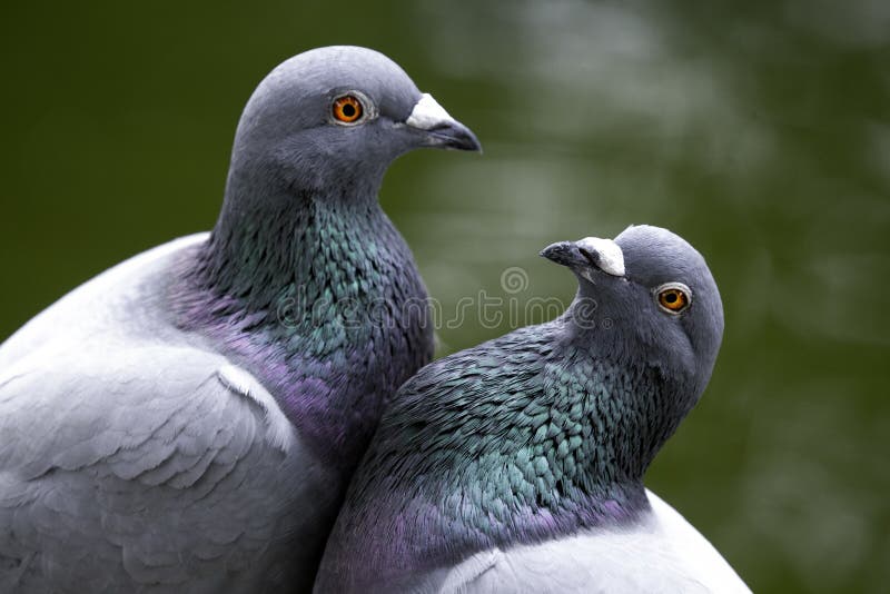 These 2 pigeons were clearly enjoying the spring as they cuddled and kissed in CKS Memorial Hall in Taipei, Taiwan. These 2 pigeons were clearly enjoying the spring as they cuddled and kissed in CKS Memorial Hall in Taipei, Taiwan