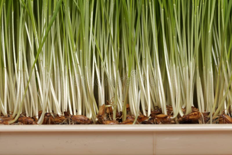 Прорастание семян пшеницы стоковое фото. изображение насчитывающей ...