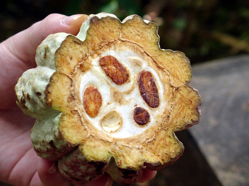 Cocoa fruit in the hand. Cocoa fruit in the hand