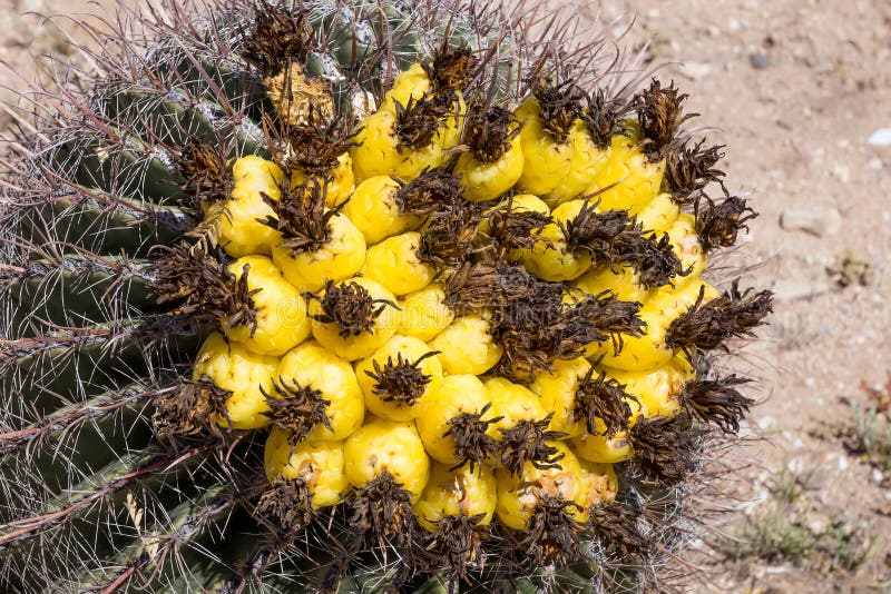 Кактус бочонка рыболовного крючка плодоовощ (cylindraceus Ferocactus) saguaro стоковые изображения rf Кактус бочонка рыболовного крючка плодоовощ (cylindraceus Ferocactus) saguaro стоковые изображения rf