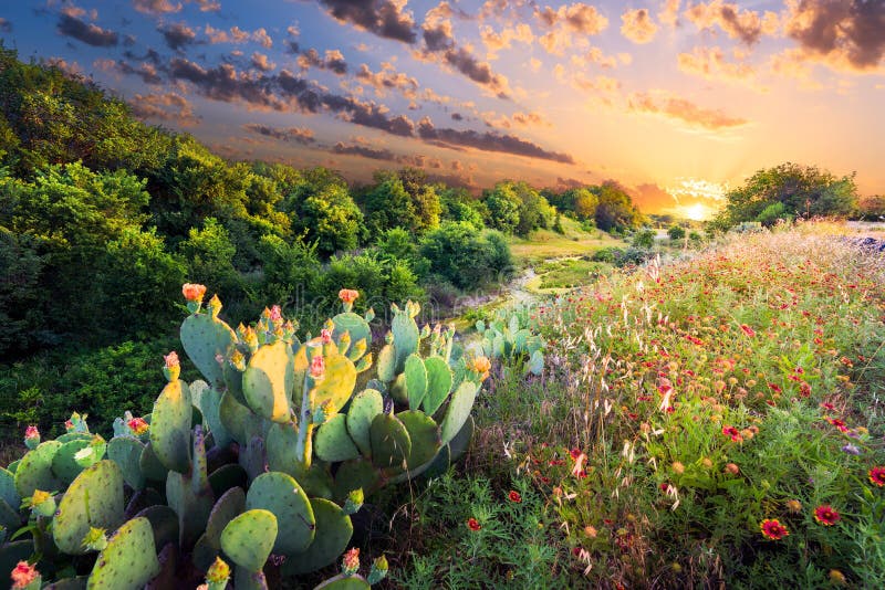 Кактус и Wildflowers на заходе солнца стоковое изображение Кактус и Wildflowers на заходе солнца стоковое изображение