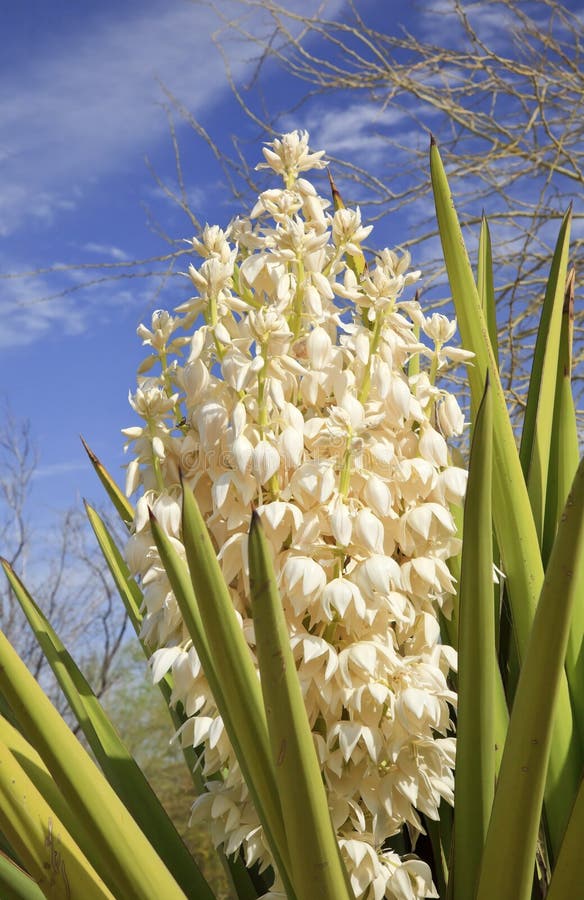 White Yucca Cactus Flowers Blossums Desert Botanical Garden Papago Park Sonoran Desert Phoenix Arizona. White Yucca Cactus Flowers Blossums Desert Botanical Garden Papago Park Sonoran Desert Phoenix Arizona