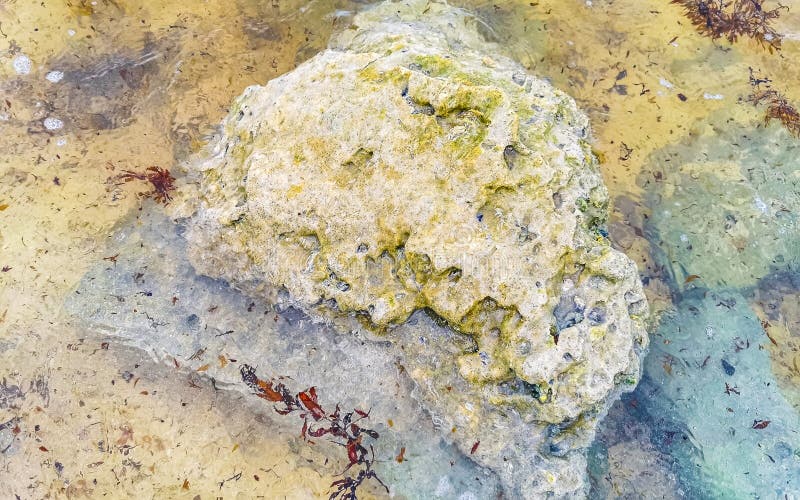 камни кораллы бирюза зеленая голубая вода на пляже мексика стоковая фотография