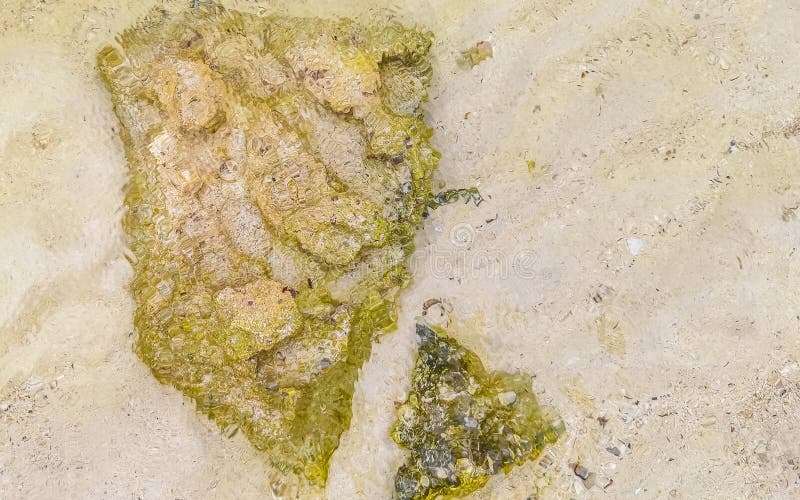 камни кораллы бирюза зеленая голубая вода на пляже мексика стоковые изображения rf