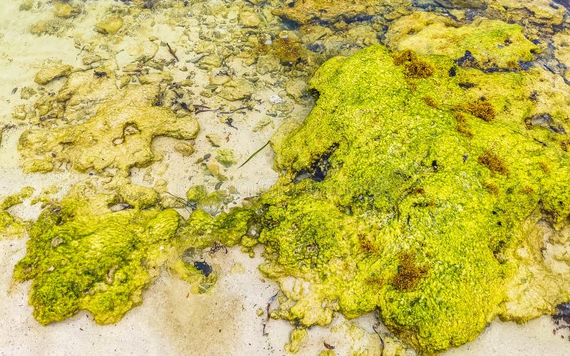 камни кораллы бирюза зеленая голубая вода на пляже мексика стоковое фото rf