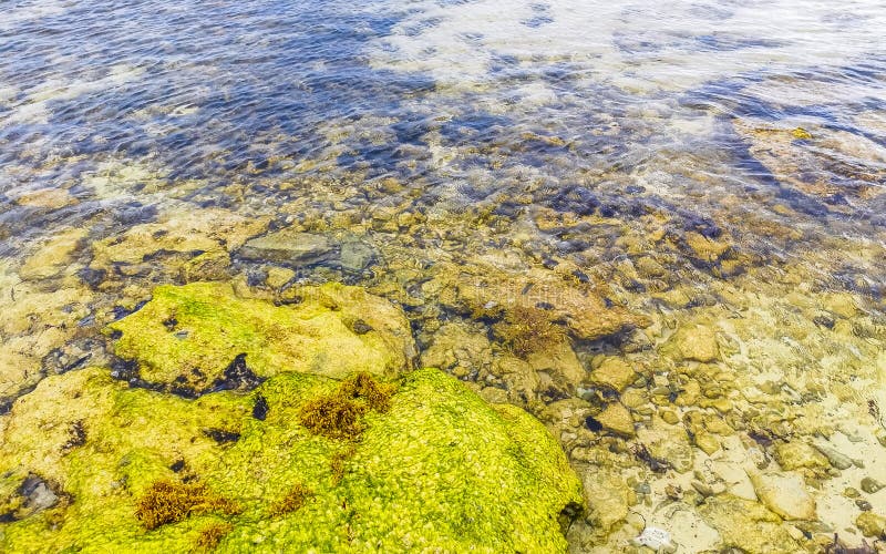 камни кораллы бирюза зеленая голубая вода на пляже мексика стоковые фото