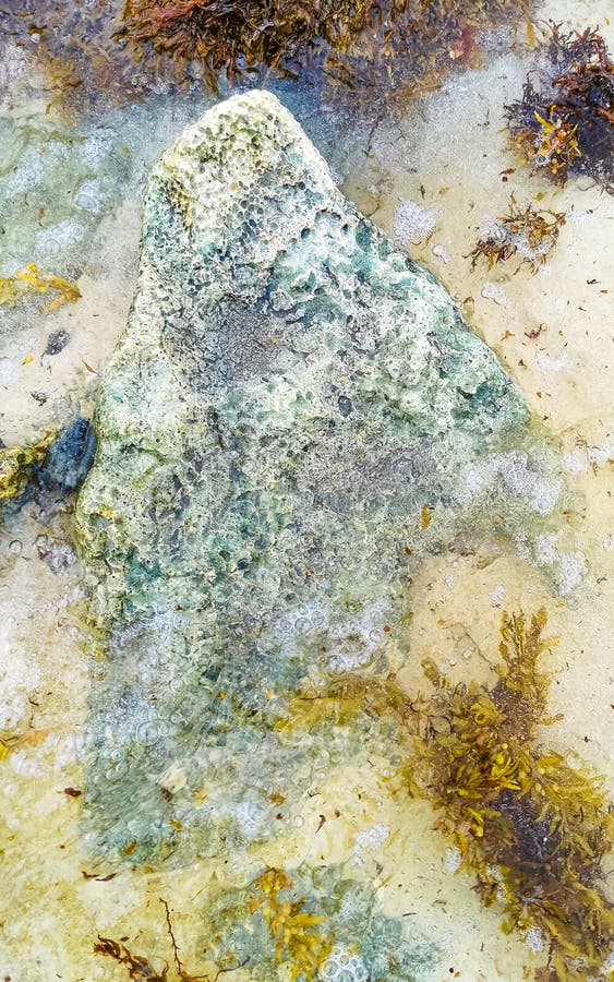 камни кораллы бирюза зеленая голубая вода на пляже мексика стоковые изображения