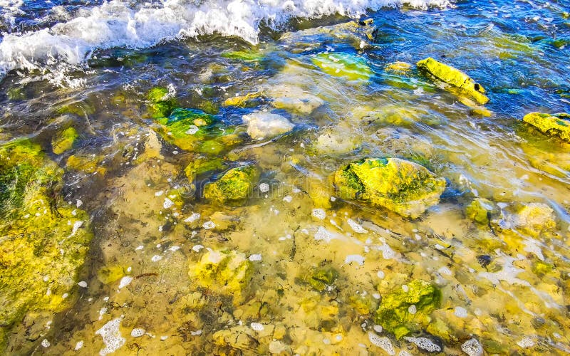 камни кораллы бирюза зеленая голубая вода на пляже мексика стоковая фотография rf