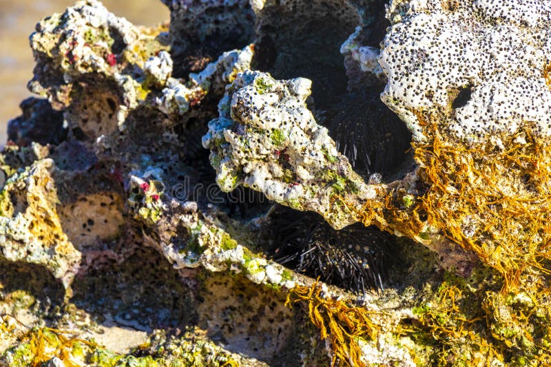 камни кораллы с морем ежи синяя вода пляж мексика стоковые изображения