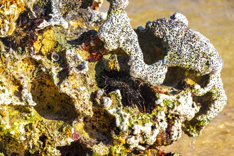 камни кораллы с морем ежи синяя вода пляж мексика стоковая фотография