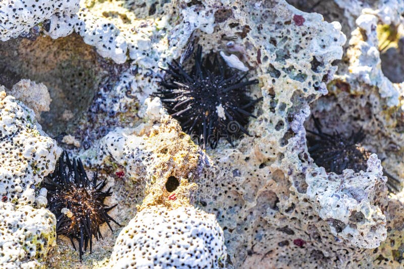 камни кораллы с морем ежи синяя вода пляж мексика стоковая фотография