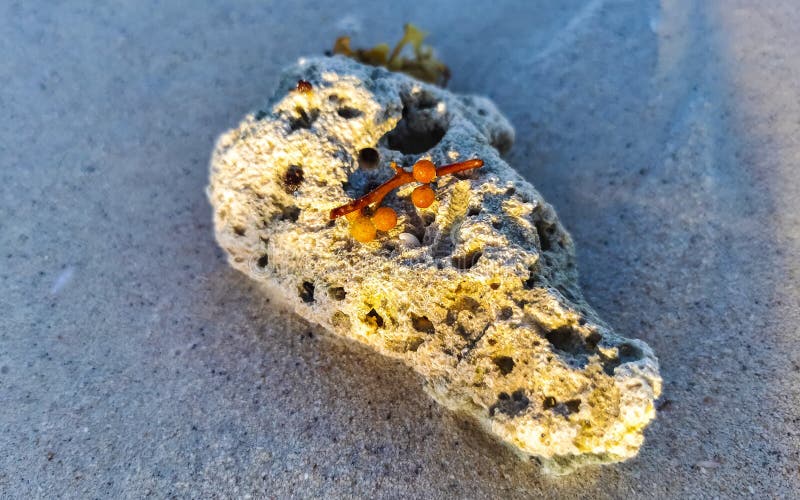 Камни скапливают кораллы с водорослями в воде на пляжном мексиканском побережье стоковое фото