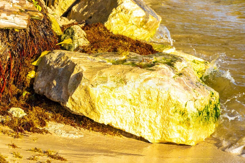 Камни скапливают кораллы с водорослями в воде на пляжном мексиканском побережье стоковые фото