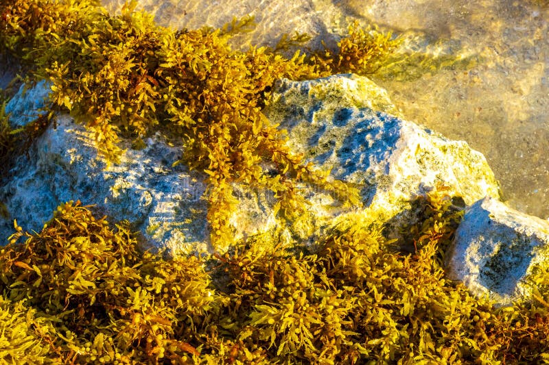 Камни скапливают кораллы с водорослями в воде на пляжном мексиканском побережье стоковые изображения