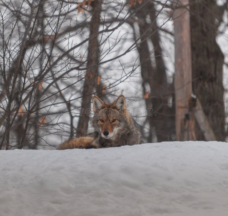 Canadian coyotes in the snow 1. Canadian coyotes in the snow 1