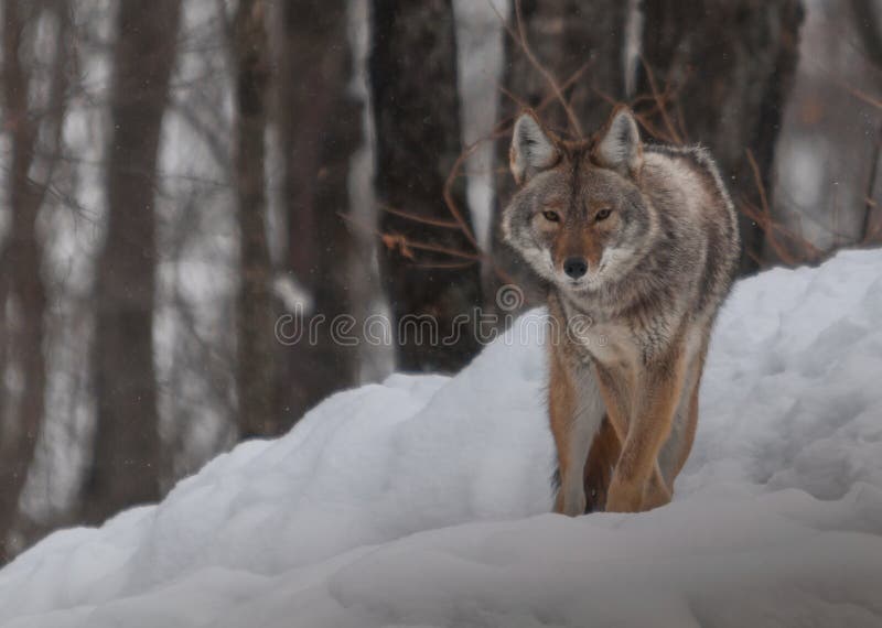 Canadian coyotes in the snow 1. Canadian coyotes in the snow 1