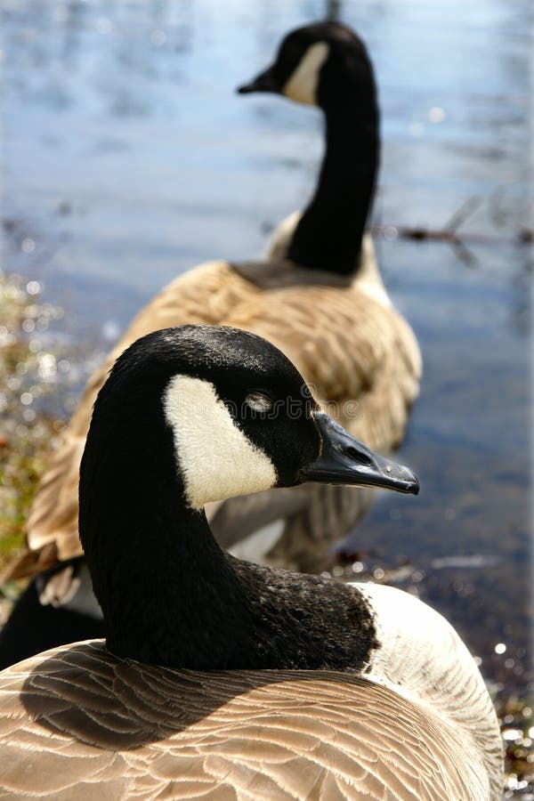 Two canadian geese nearing water. Two canadian geese nearing water.