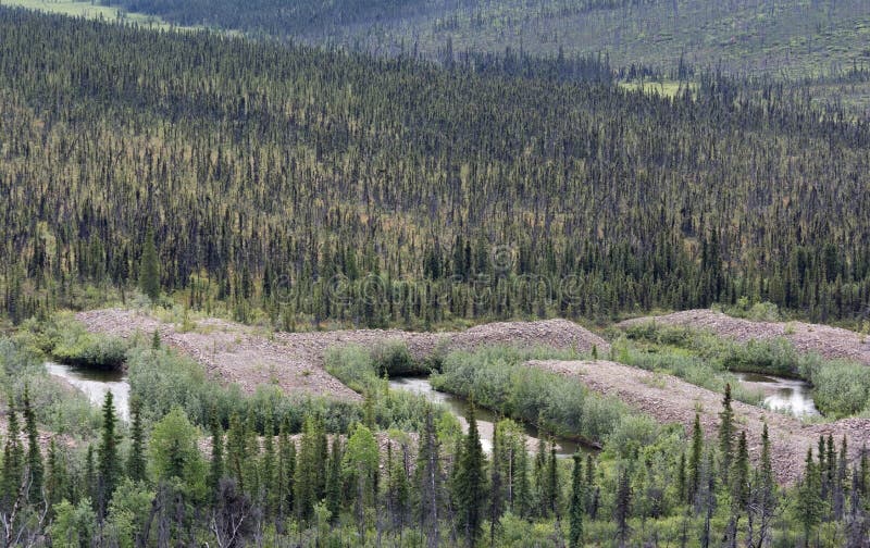 Water flows between piles of gold mining tailings and is forced into straight man made lines. Water flows between piles of gold mining tailings and is forced into straight man made lines.