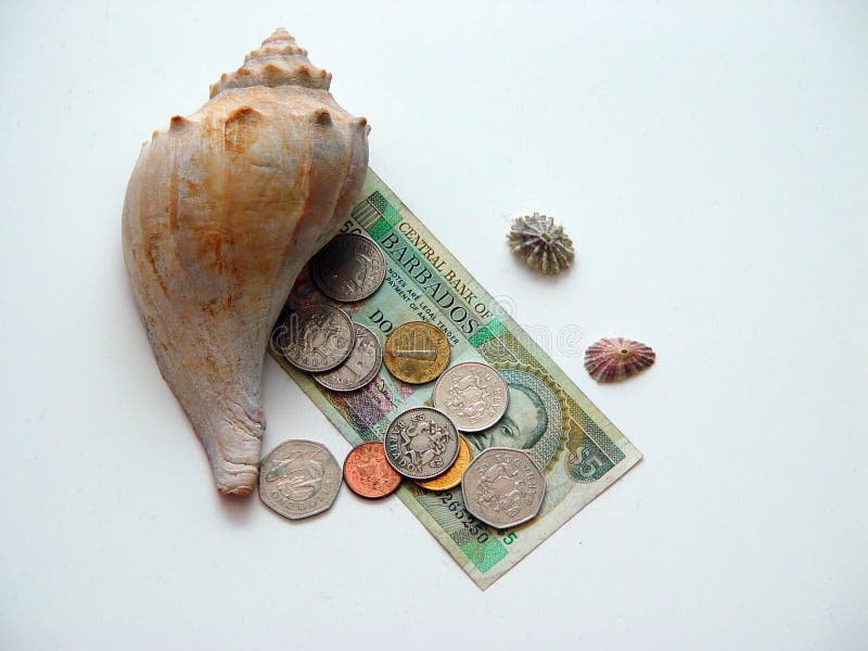 Conch shell with Barbados Currency. Conch shell with Barbados Currency