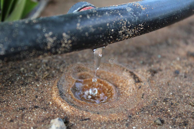 Water saving drip irrigation system being used in a garden. Water saving drip irrigation system being used in a garden.