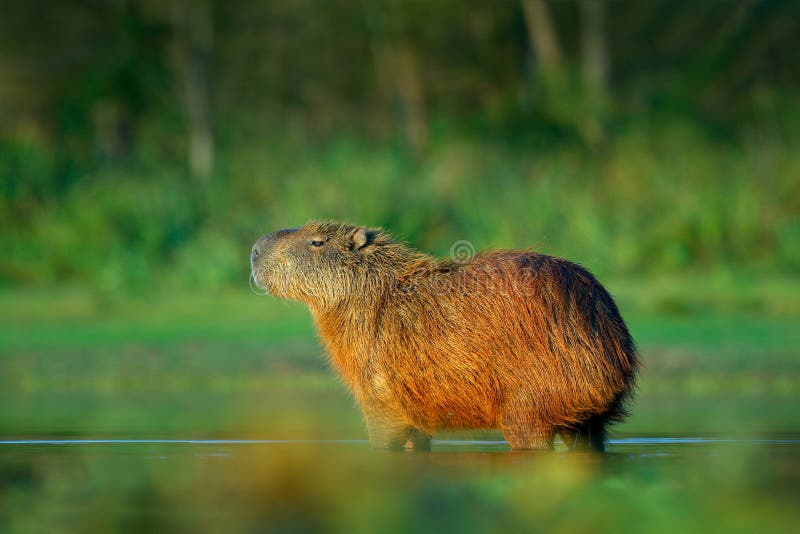 Капибара, hydrochaeris Hydrochoerus, самая большая мышь в воде с светом во время захода солнца, Pantanal вечера, Бразилией Сцена стоковое изображение