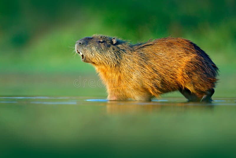 Капибара, hydrochaeris Hydrochoerus, самая большая мышь в воде с светом во время захода солнца, Pantanal вечера, Бразилией Сцена стоковое фото rf