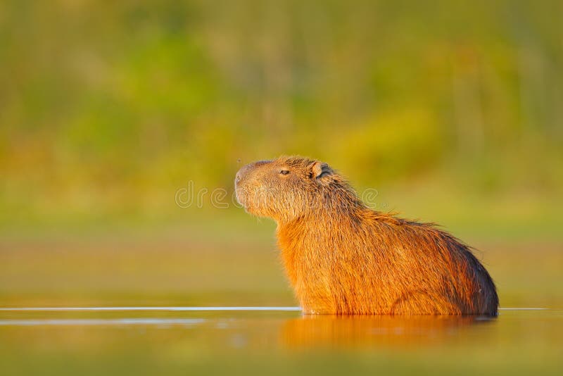 Капибара, hydrochaeris Hydrochoerus, самая большая мышь в воде с светом во время захода солнца, Pantanal вечера, Бразилией Сцена стоковая фотография rf