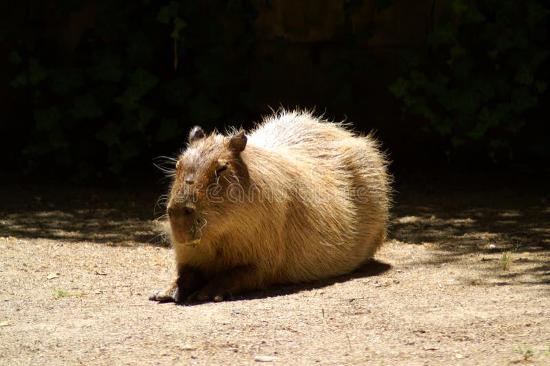 Капибара, самый большой грызун в мире Стоковое Изображение ...