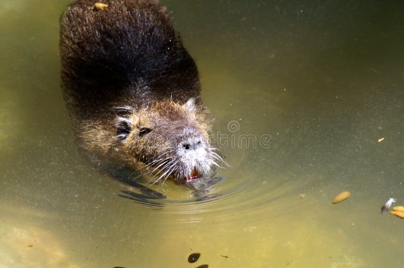 Капибара, самый большой грызун в мире Стоковое Изображение ...