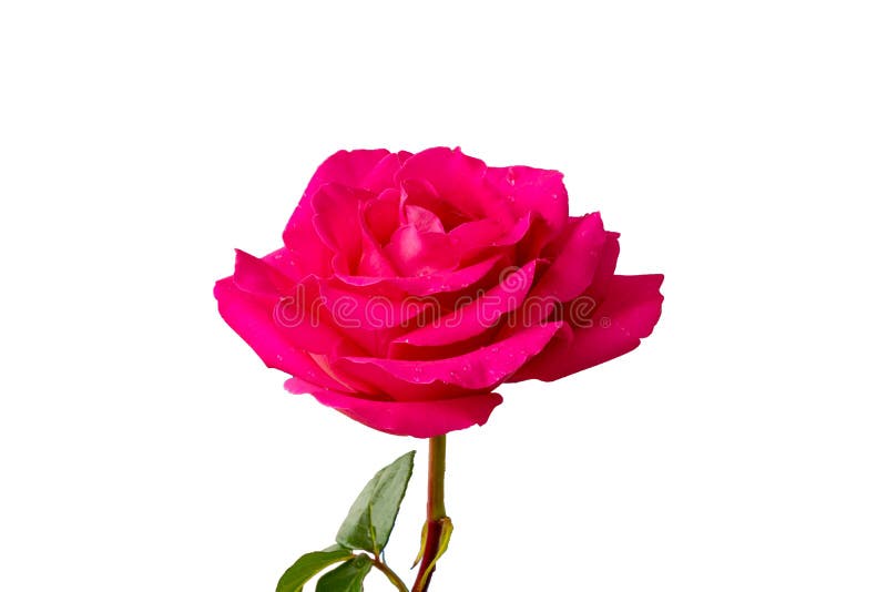 Капли дождя с розовой rosa изолированной на белом фоне