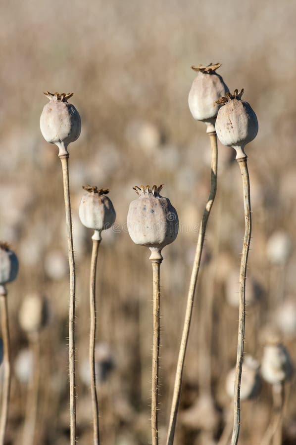 Opium poppies dried capsules in a field of Afyonkarahisar, Turkey (background shallow focus). Opium poppies dried capsules in a field of Afyonkarahisar, Turkey (background shallow focus)