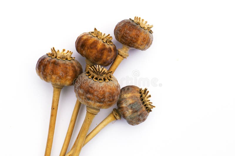 Dried seed capsules of Opium Poppies (Papaver), widely used in the production of Opiates. Dried seed capsules of Opium Poppies (Papaver), widely used in the production of Opiates