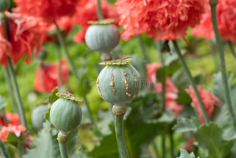 Opium poppy pods with brown opium latex ready to harvest. Opium poppy pods with brown opium latex ready to harvest