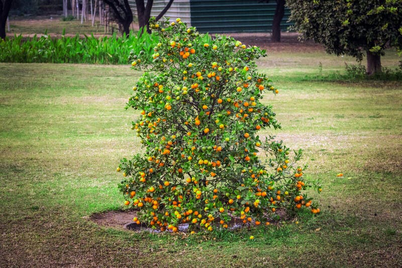 Mature clementines. A clementine is a hybrid between a mandarin and a sweet orange, Rutaceae family. Dwarf Bush with tangerines. Low tree with small varieties of oranges. Mature clementines. A clementine is a hybrid between a mandarin and a sweet orange, Rutaceae family. Dwarf Bush with tangerines. Low tree with small varieties of oranges.