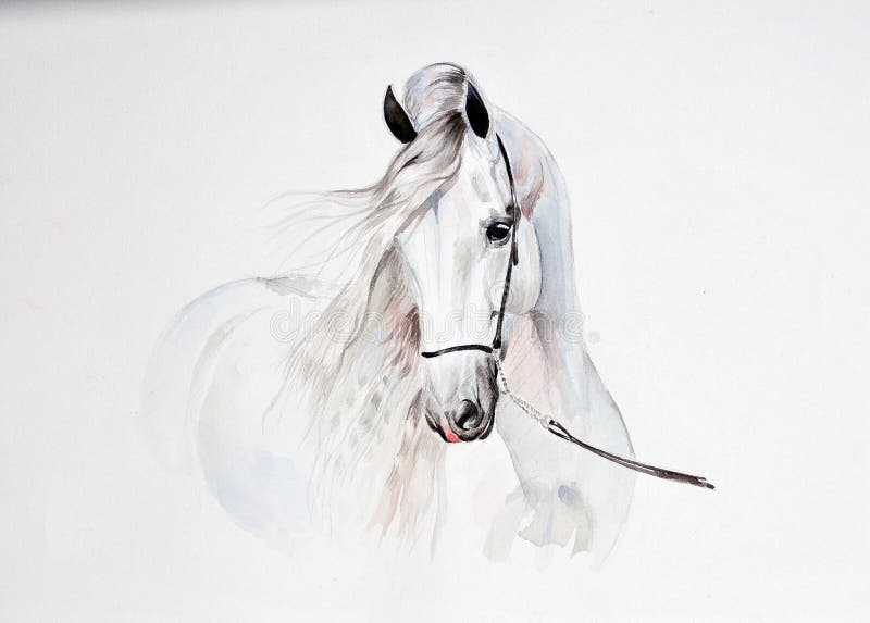 The watercolor painting of andalusian horse portrait. The watercolor painting of andalusian horse portrait