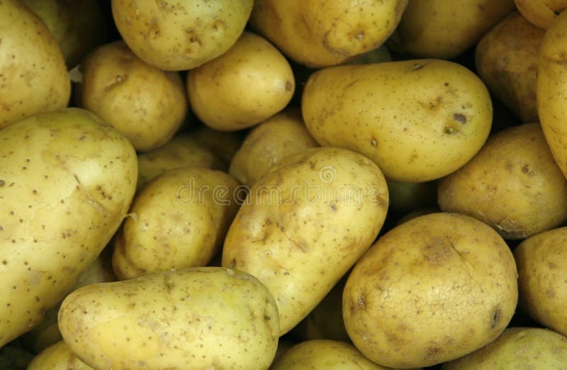 Group of potatoes in grocery display. Group of potatoes in grocery display