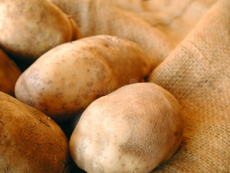 Farm fresh potatoes on a burlap bag. Farm fresh potatoes on a burlap bag