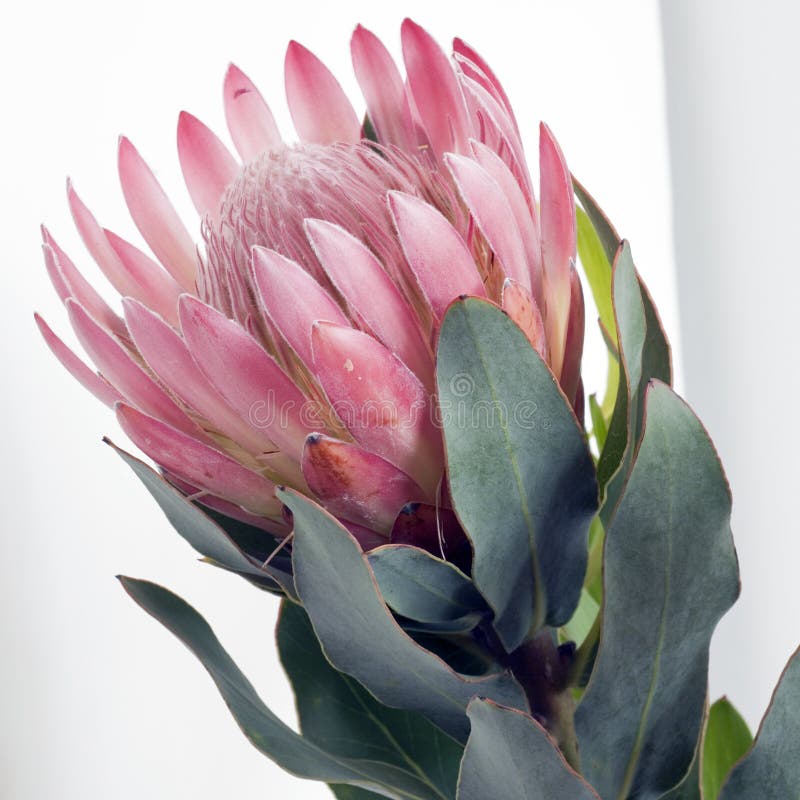 квадрат protea pincushion розовый стоковая фотография rf квадрат protea pincushion розовый стоковая фотография rf
