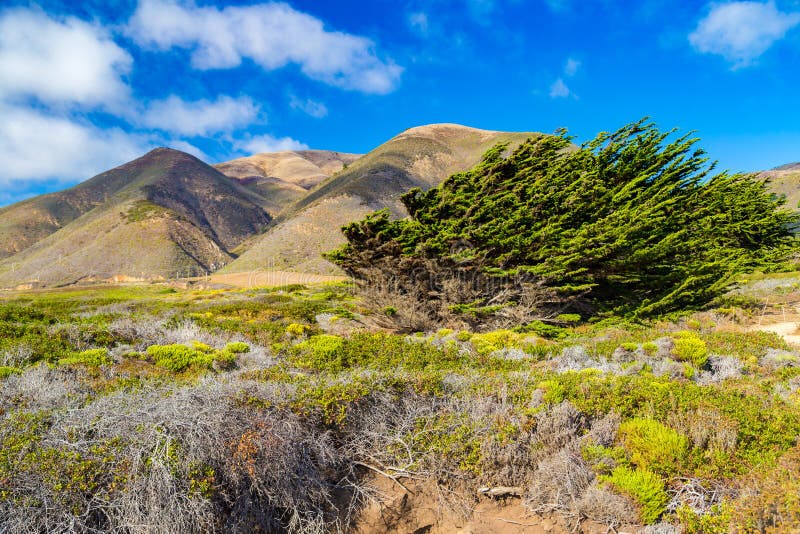 Кипарисы согнули ветрами около парка штата Garrapata, Californi стоковая фотография rf Кипарисы согнули ветрами около парка штата Garrapata, Californi стоковая фотография rf