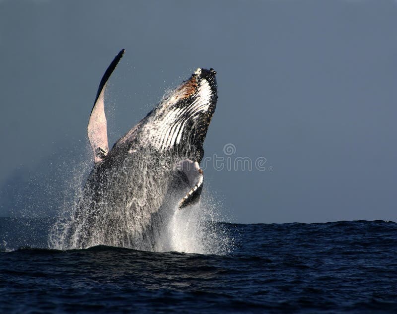 кит humpback пролома
