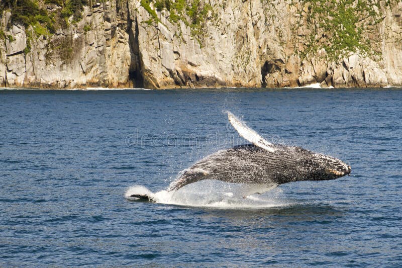 кит humpback пролома полный