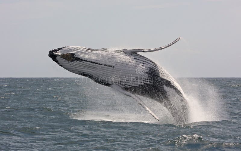 кит humpback скача