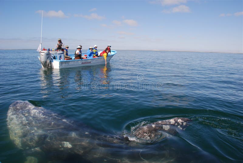 The gray whales are the only friendly whale species that will approach a boat to be touched. Every year many tourists and researchers come Magdalena or San Ignacio lagoons to visit with the whales. In recent years the number of whale calves being born in the Mexican lagoons receded due to environmental factors affecting their food sorce 2011 is the first year having more whales being born then the year before. Researchers even found gray whales from Russia in these Lagoons that had stayed from their route. The numbers of boats permitted into the lagoons is restricted to protect the whales. The camps supporting the whale tourism promote ecological energy solutions and are run solely on wind and solar power and separate and recycle their trash. The gray whales are the only friendly whale species that will approach a boat to be touched. Every year many tourists and researchers come Magdalena or San Ignacio lagoons to visit with the whales. In recent years the number of whale calves being born in the Mexican lagoons receded due to environmental factors affecting their food sorce 2011 is the first year having more whales being born then the year before. Researchers even found gray whales from Russia in these Lagoons that had stayed from their route. The numbers of boats permitted into the lagoons is restricted to protect the whales. The camps supporting the whale tourism promote ecological energy solutions and are run solely on wind and solar power and separate and recycle their trash.