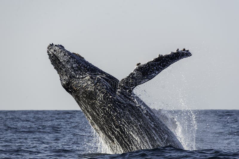 кит sw звука humpback frederick пролома Аляски