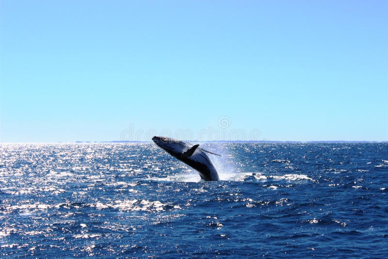 Amazing whalewatching on Australian Fraser coast. Amazing whalewatching on Australian Fraser coast